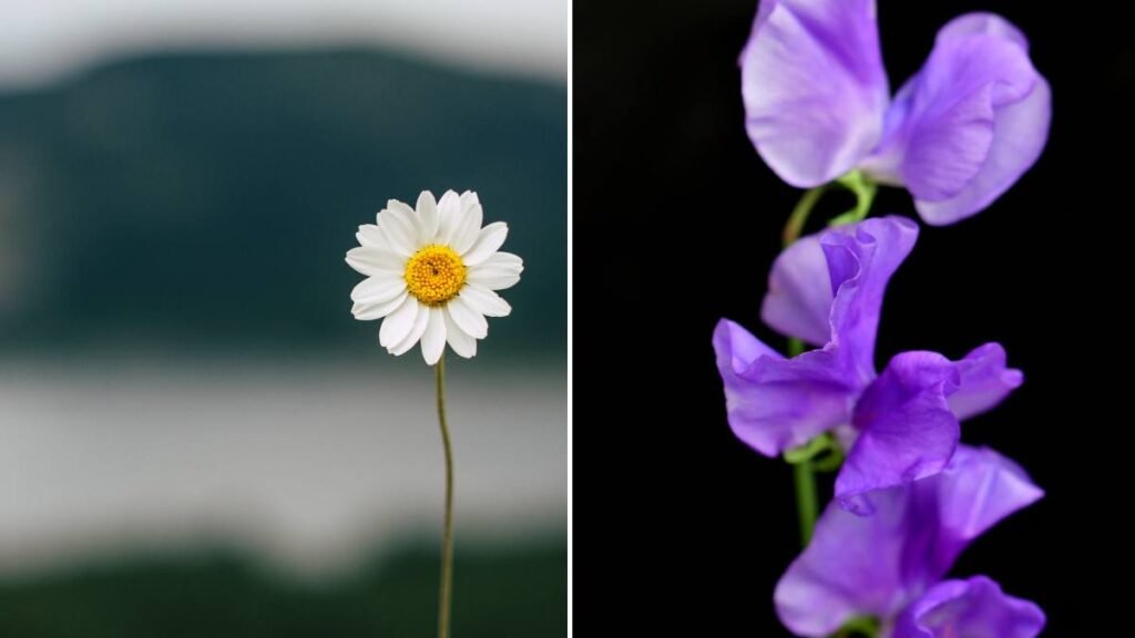 Daisies and Sweet Peas