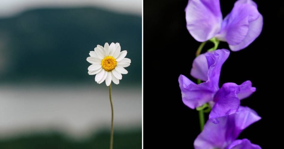 Daisies and Sweet Peas