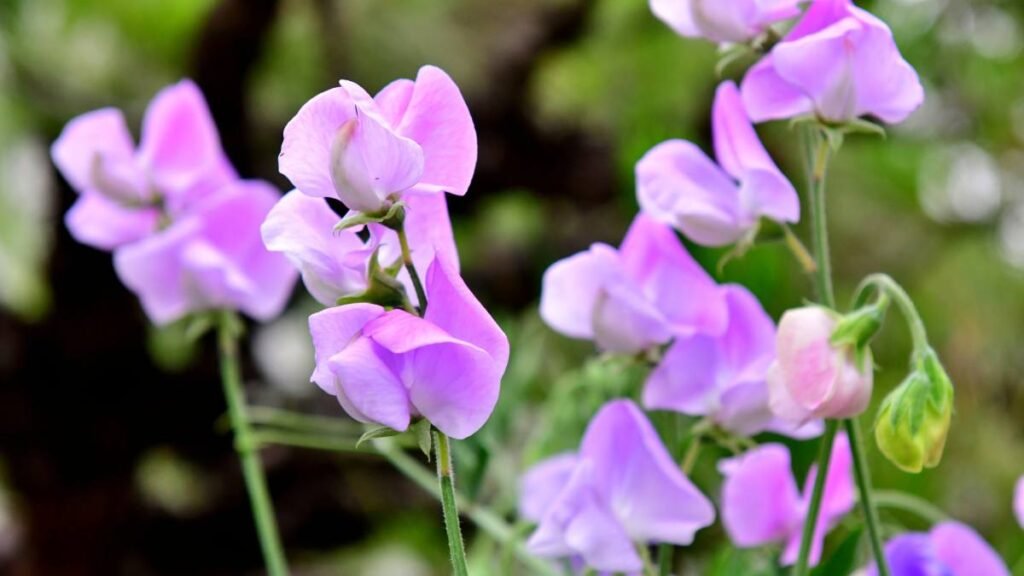 Sweet Peas