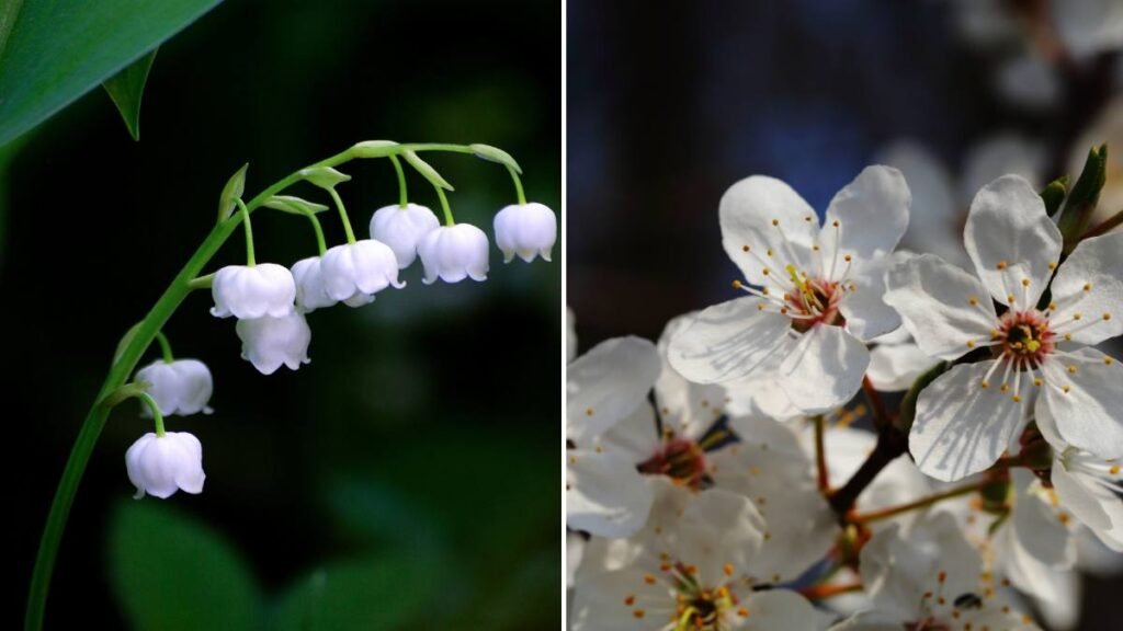 Lily of the Valley and Hawthorn