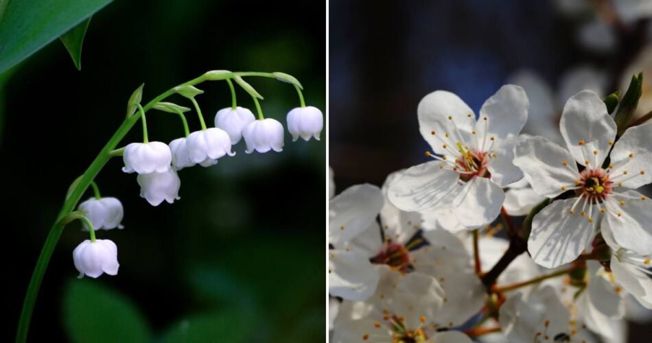 Lily of the Valley and Hawthorn