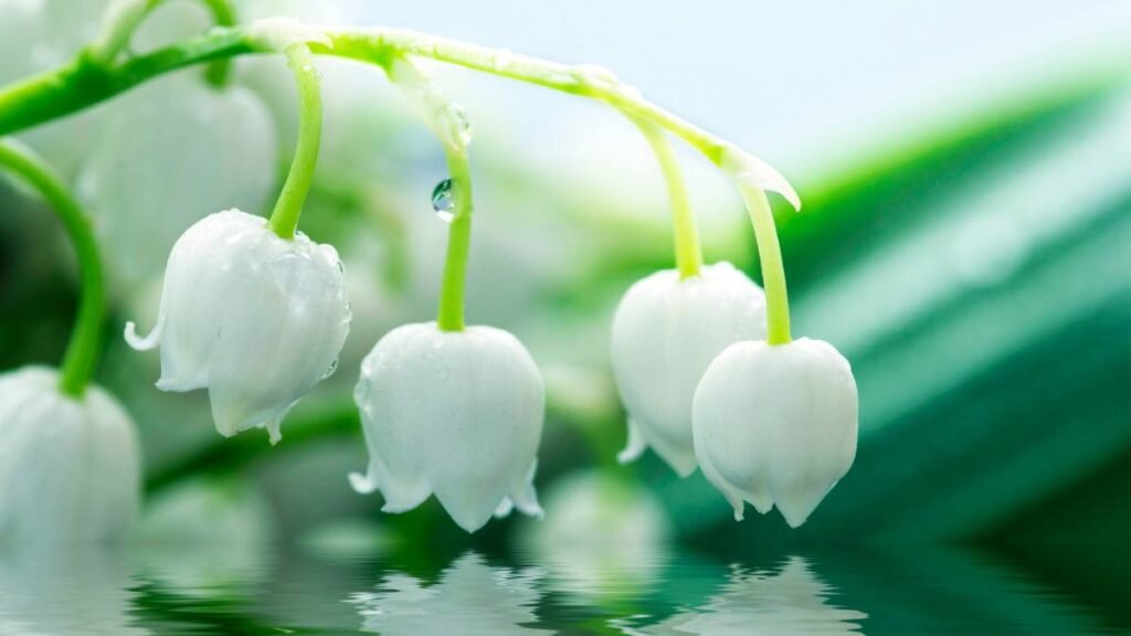 Lily of the Valley