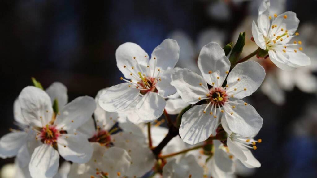 Hawthorn