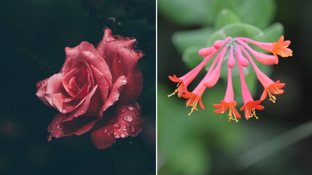 Roses and Honeysuckles