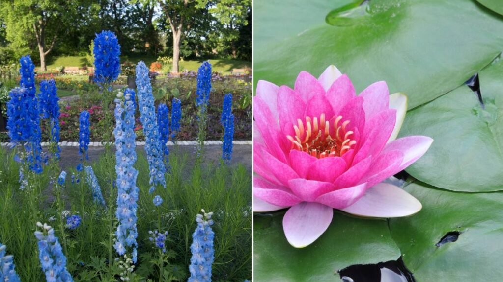 Larkspur and Water Lily