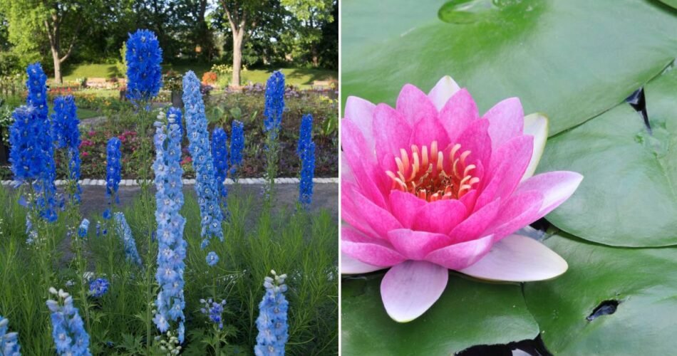 Larkspur and Water Lily