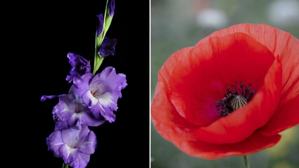 Gladiolus and Poppy