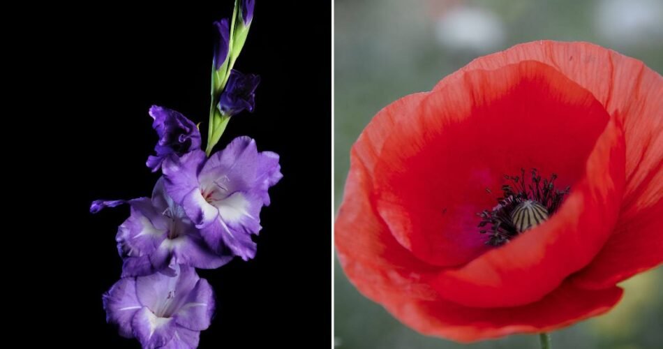 Gladiolus and Poppy