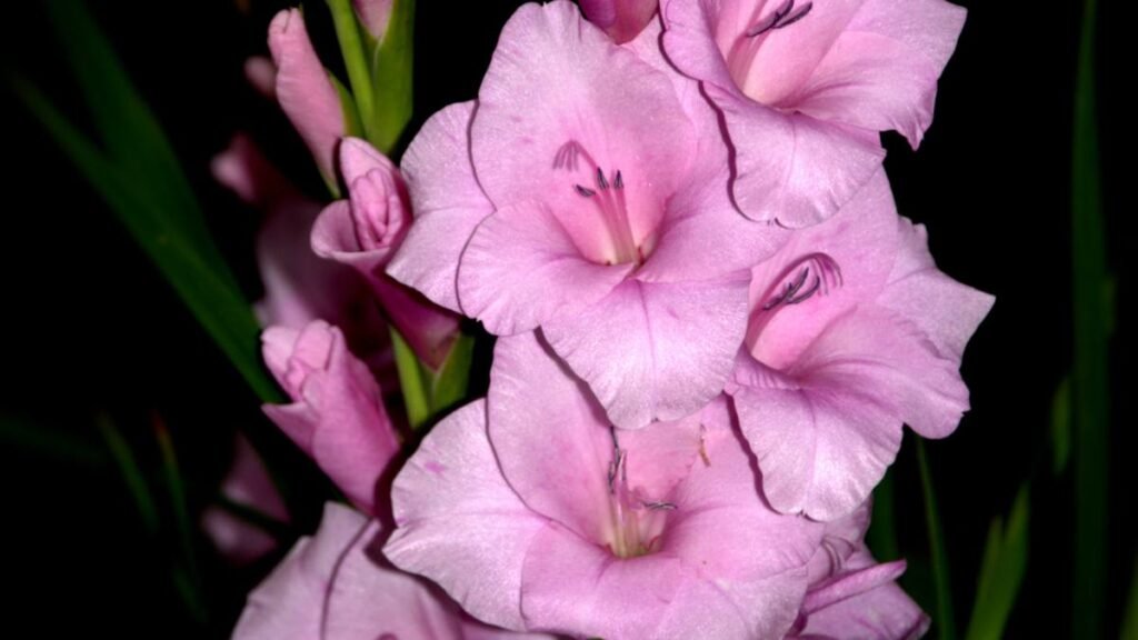 Gladiolus