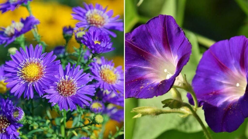 Asters and Morning Glories