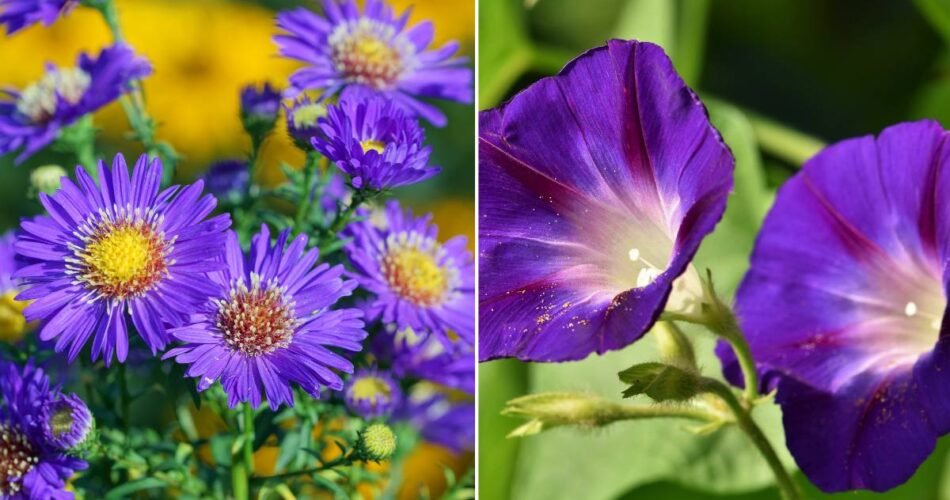 Asters and Morning Glories