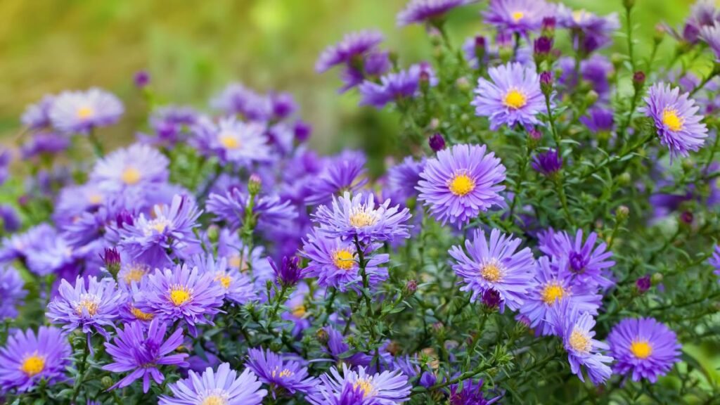 Asters