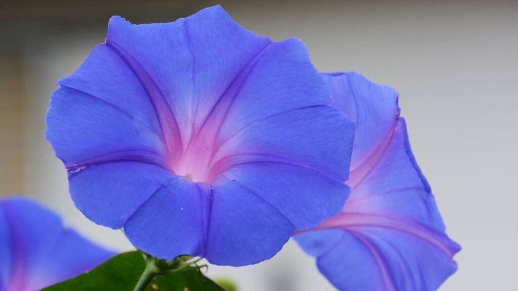 Morning Glories