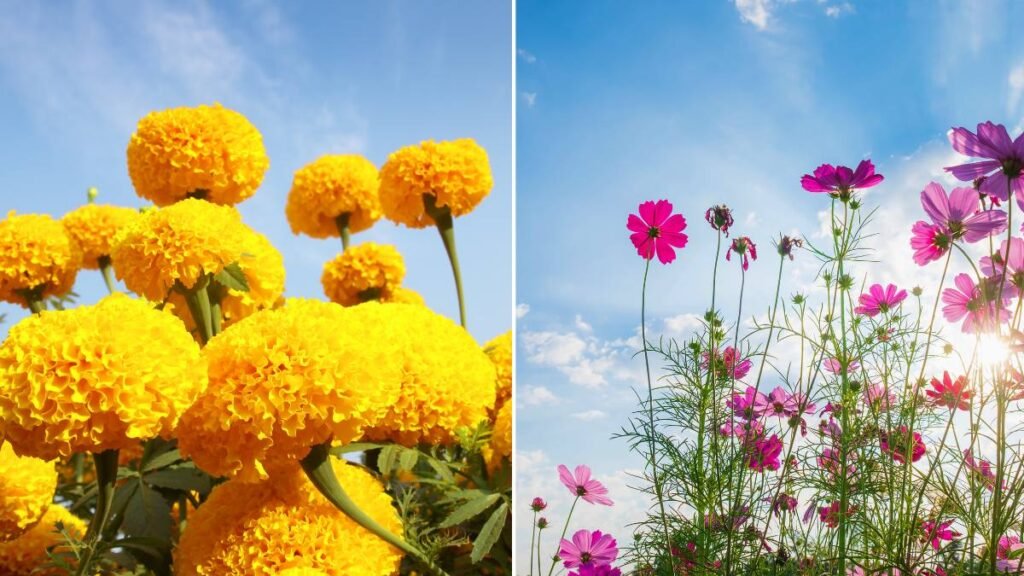 Marigolds and Cosmos