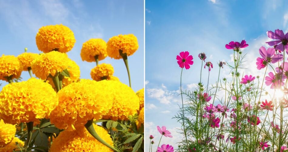 Marigolds and Cosmos