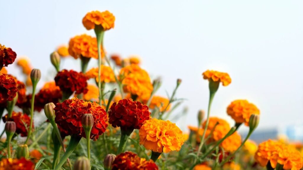  Marigolds