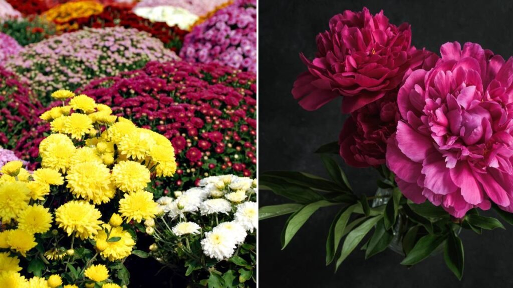 Chrysanthemums and Peonies