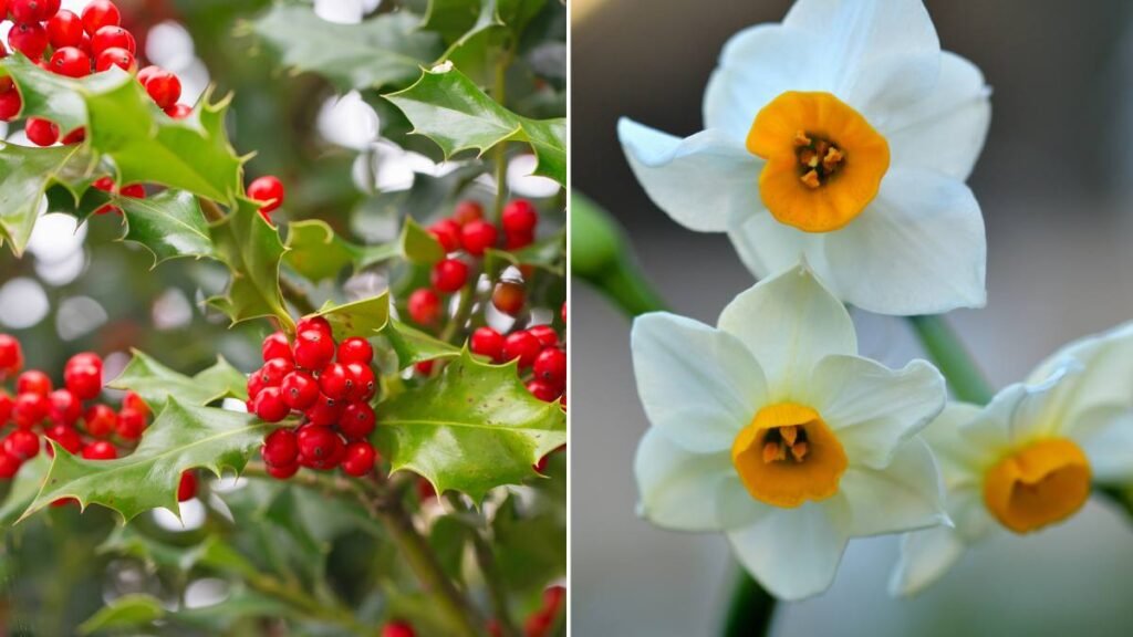 Narcissus and Holly