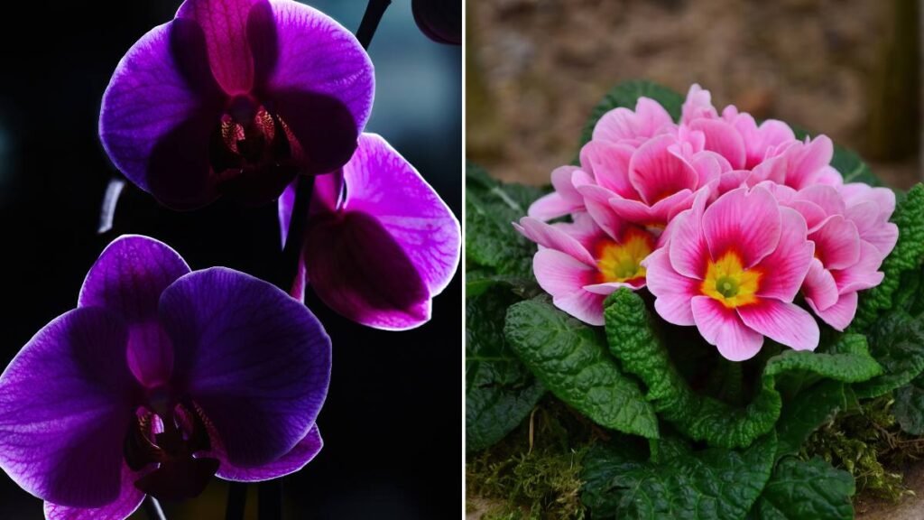 Violets and Primroses