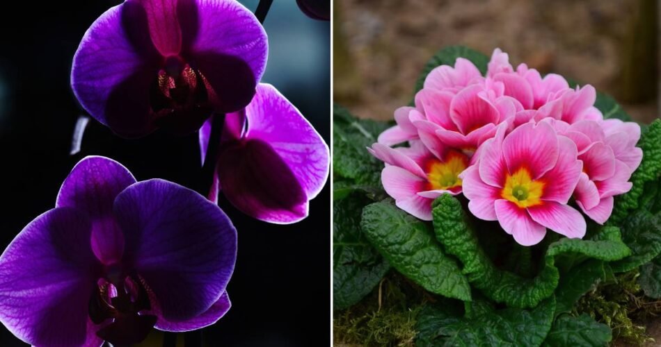 Violets and Primroses