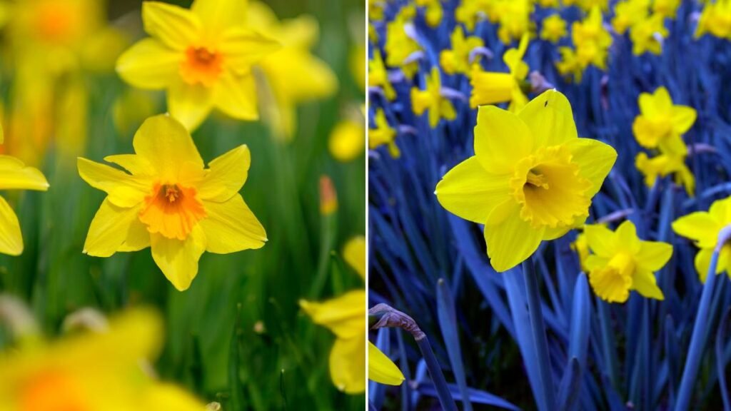 Daffodils and Jonquils