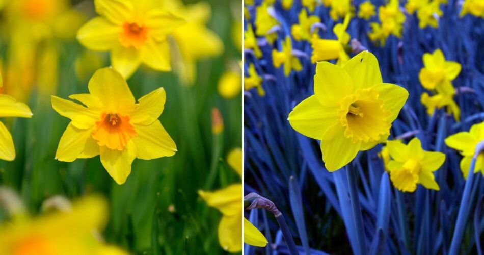 Daffodils and Jonquils