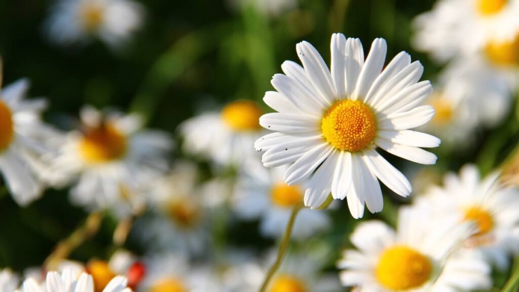 Daisies