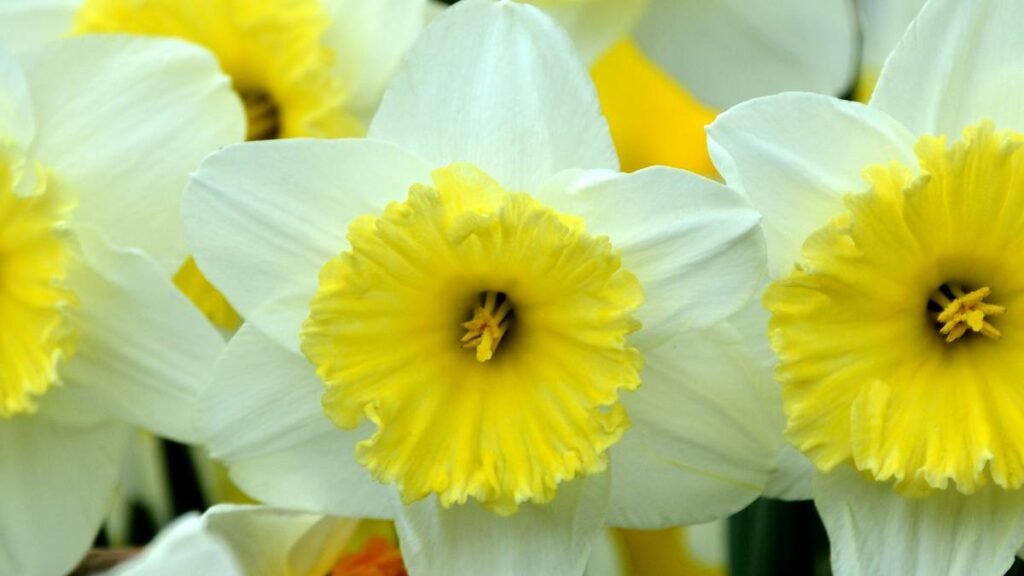 Jonquils