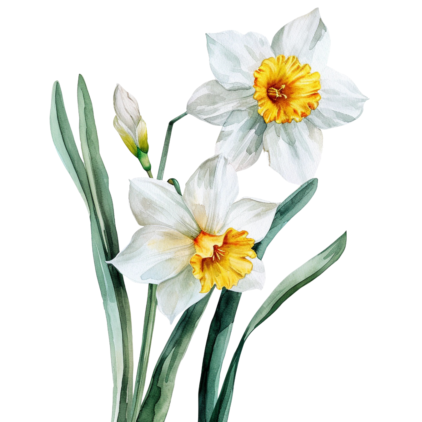 Narcissus